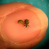 Azolla Weevil